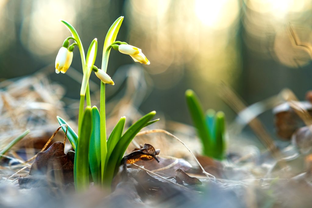 The Fullness of Life in Christ: Understanding John 10:10 and God’s Gift of Eternal Life